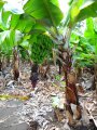 Bananier nain - Musa acuminata